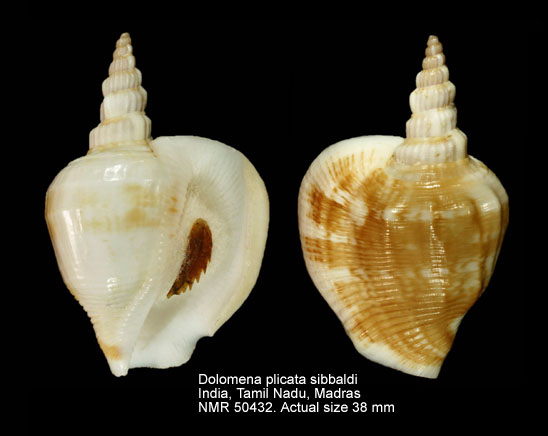 Dolomena dilatata sibbaldi (5).jpg - Dolomena dilatata sibbaldi (G.B.Sowerby,1842)
